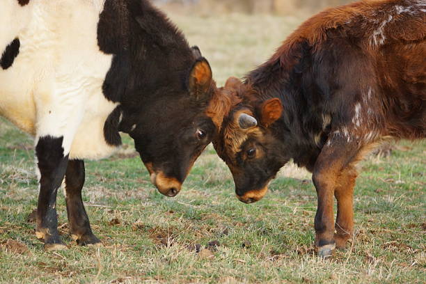 Close up side view of two young Pineywoods bulls head butting and sparring