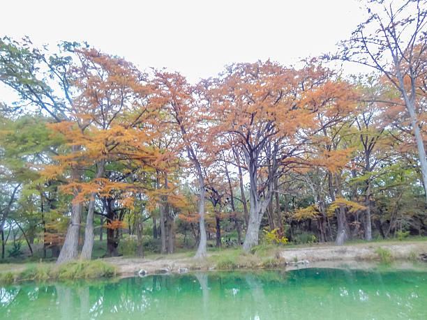 A forest with trees that are orange and brown. The trees are in the background and the water is green