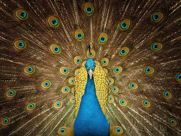 A majestic peacock fans its colorful tail in full display, revealing iridescent blue body feathers and gold eye-patterned plumes in a dramatic, symmetrical portrait that conveys pride and beauty.