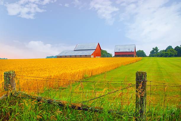 Red Barn with wheat field, Howard County, Indiana
