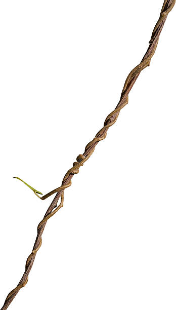 Twisted liana, Vine isolated on white background. Clipping path