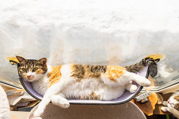 An above view of a cat laying upside down in a window mounted cat hammock with a snowy background outside the window.