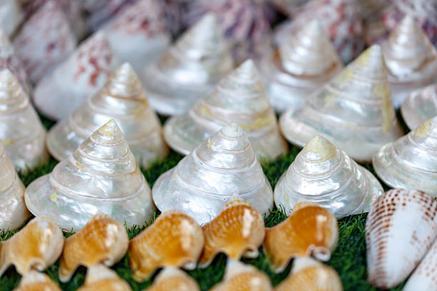A bunch of shells are on a green grass. Some of them are white and some are brown