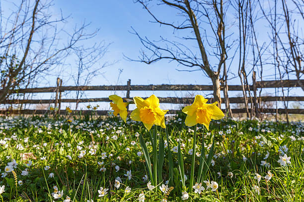 Wild daffodil and wood anemone in a garden