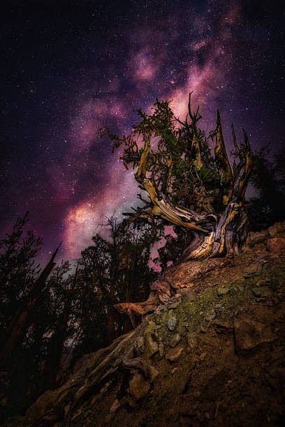 A spectacular, vertical long-exposure night photograph featuring the colorful core of the Milky Way galaxy arched over a twisted, ancient bristlecone pine tree. The gnarled tree, with its weathered, textured bark and skeletal branches, sits on a rocky slope in the foreground, subtly illuminated to highlight its intricate details. The night sky is a rich tapestry of deep purples, pinks, and oranges from the galactic dust lanes and countless distant stars. This high-altitude composition captures a sense of profound age and celestial wonder.