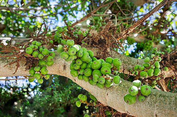 Fruits of the cluster fig tree (Ficus racemosa) are seen growing in a public park in Maspalomas on Gran Canaria. The image shows the characteristic clustered figs attached directly to the branches, highlighting the tropical plant life that thrives in the warm, subtropical climate of the Canary Islands. The scene reflects the natural diversity found in landscaped public areas of southern Gran Canaria.