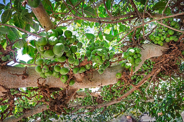 Fruits of the cluster fig tree (Ficus racemosa) are seen growing in a public park in Maspalomas on Gran Canaria. The image shows the characteristic clustered figs attached directly to the branches, highlighting the tropical plant life that thrives in the warm, subtropical climate of the Canary Islands. The scene reflects the natural diversity found in landscaped public areas of southern Gran Canaria.