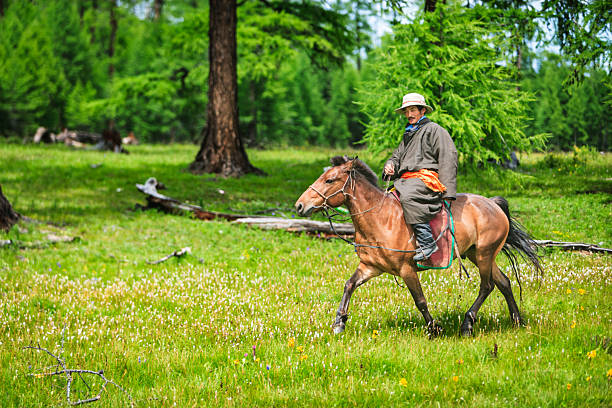 A mounted rider in a long coat and wide-brimmed hat trots a brown horse through a lush green meadow dotted with small wildflowers. Tall conifer trees and scattered logs form a forested backdrop as the rider guides the horse with relaxed reins, capturing a quiet moment of traditional horsemanship in open country.