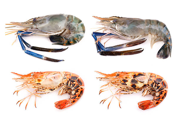 Giant freshwater prawn, Fresh shrimp isolate on white background