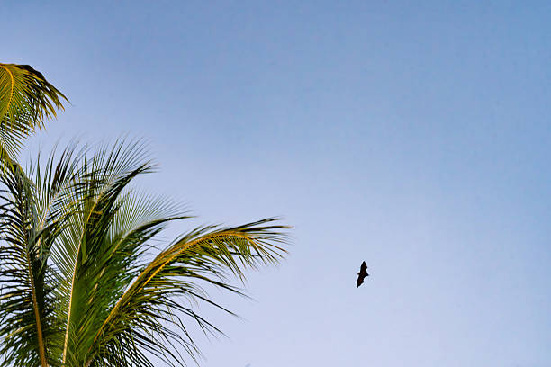 A fruit bat flying over a tall coconut palm tree (Cocos nucifera) stands prominently in the foreground, its fronds silhouetted against a colorful sunset sky transitioning from deep blue to warm oranges and pinks. The trunk leans slightly . Scattered clouds add texture to the horizon, creating a peaceful tropical scene. No people are present, emphasizing the natural beauty of the landscape. This image suits commercial uses such as travel brochures, resort promotions, environmental articles, or backgrounds for wellness and vacation content by authors and media companies, evoking tranquility and exotic destinations.