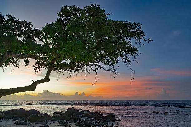 A large tree with twisting branches and exposed roots stands prominently on a sandy beach, its form silhouetted against a glowing sunset. The sun hangs low on the horizon, partially obscured by the tree's canopy, casting warm golden hues across the scene. Gentle waves lap at the shore in the foreground, with the vast ocean extending to meet the sky. The image captures a tropical coastal environment with lush green foliage on the tree contrasting the blue waters and sandy expanse. This serene nature landscape evokes tranquility and natural beauty, suitable for commercial uses such as travel brochures, environmental publications, wellness blogs, book covers on relaxation themes, and advertising for eco-tourism or beach resorts.