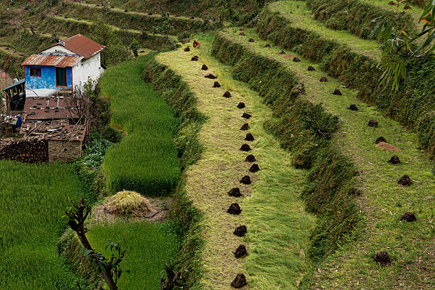 Traditional terraced rice fields in Pokhara, Nepal. Layered green agricultural landscape carved into the hillside, reflecting centuries-old farming practices in the Himalayan countryside.
