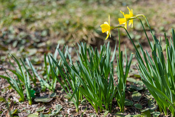Bright yellow daffodils bloom in a sunny spring garden, surrounded by fresh green leaves and soft ground cover. The cheerful flowers evoke renewal, warmth, and early-season beauty outdoors