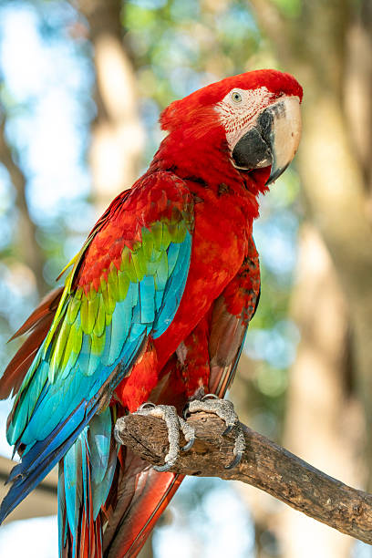 Stunning red and green macaw parrot perched on a textured tree branch. Detailed close-up portrait of a tropical exotic bird with vibrant plumage and sharp beak against a soft blurred background.