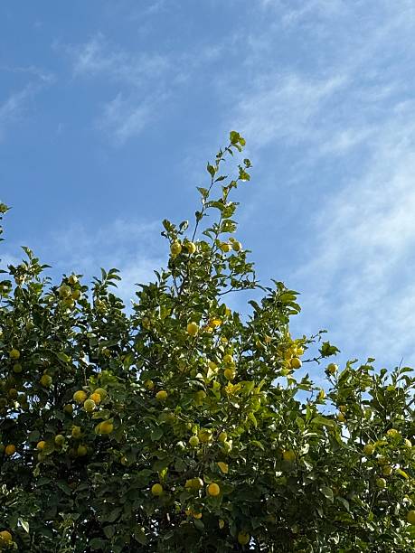 Lemon tree with ripe lemons against a blue sky, offering a natural and fresh summer background