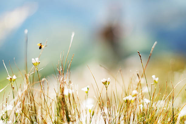Grass at sunny mountain with man hiking at background