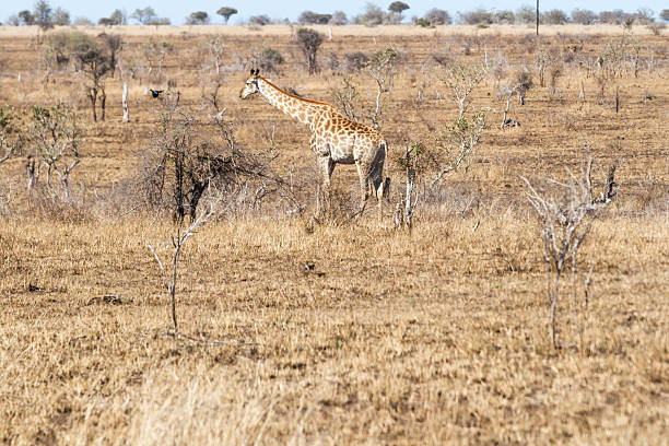A Giraffe in Kruger National Park - South Africa