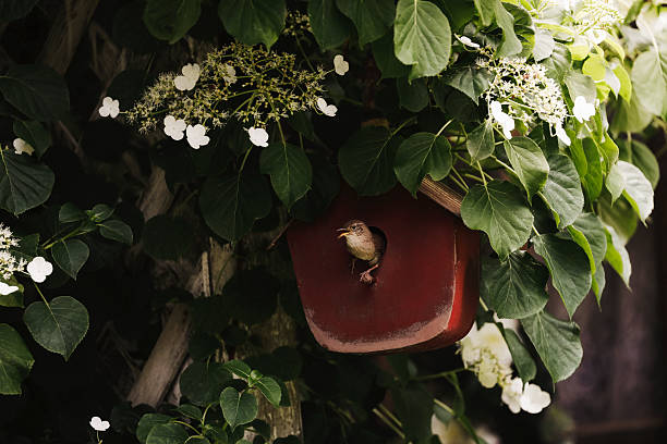 A beautiful house wren perched on a red birdhouse, singing. A pair of wrens nest in this little house every spring, raising their young.