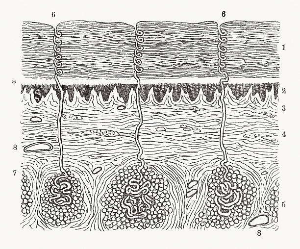 Microscopically magnified cross-section of human skin. Wood engraving, published ca. 1890.