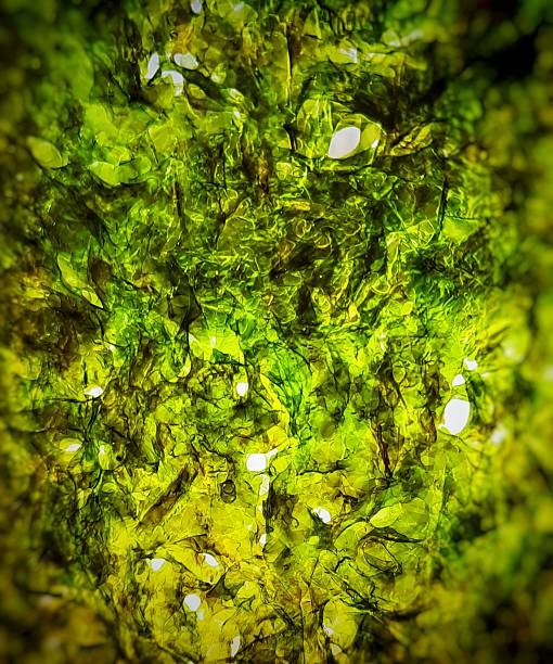 Vibrant Abstract Green Seaweed Texture – Iridescent Macro Pattern