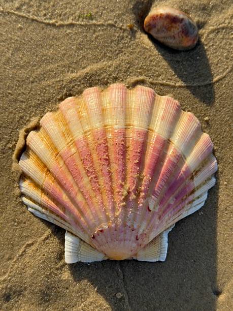 Scallop Shell On The Beach, Bournemouth, England
