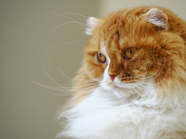 Scottish Fold cat