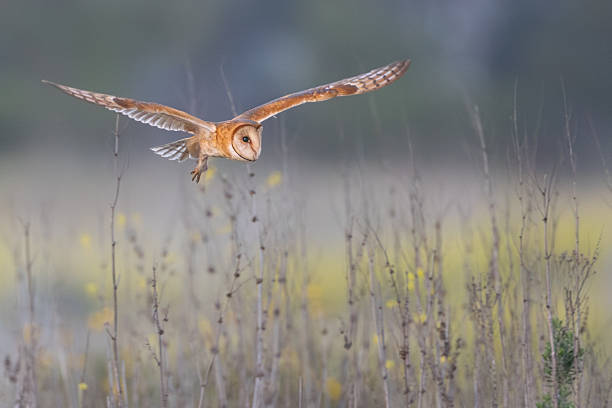 Barn Owl (Tyto alba) in Northumberland countryside, flying low over a field of dry grasses. The owl's white, heart-shaped face and mottled wings are clearly visible against the muted brown background. Pale winter sunlight adds a soft glow to the scene as the owl hunts, showcasing its wide wingspan and streamlined body. Grasses sway gently in the breeze, enhancing the sense of motion and tranquility in the rural landscape.