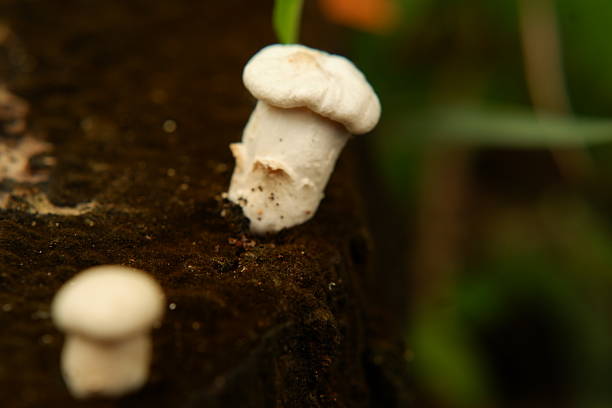 Natural White Fungus CloseUp Isolated for Botanical Theme