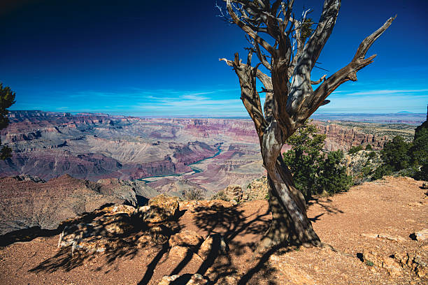 A majestic midday view over the Grand Canyon reveals a vast expanse of layered rock formations in shades of red, orange, and beige. The intricate erosion patterns and dramatic depth showcase millions of years of geological history under a clear blue sky. A timeless symbol of the American Southwest.