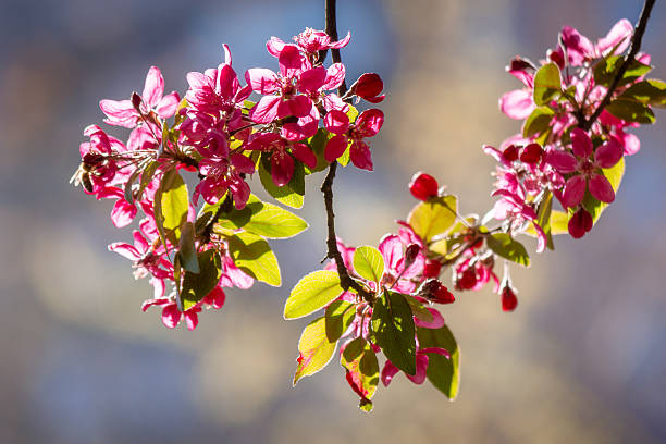 crab apple blossom background