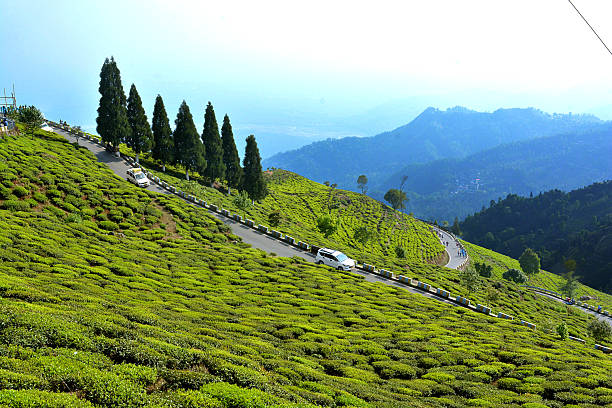 Lush green tea gardens in Kurseong, Darjeeling district, West Bengal, India, captured in soft natural light. Rolling hills covered with neatly trimmed tea bushes create a scenic landscape in the Eastern Himalayas. The tranquil plantation setting reflects the rich heritage of Darjeeling tea cultivation and the serene beauty of rural mountain scenery.