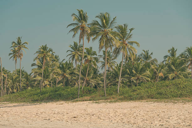 A wide cinematic shot of lush coconut palms on a sandy beach under a clear blue sky in Goa, India. Tranquil vacation atmosphere, perfect for travel concepts