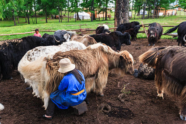 A person wearing a blue traditional robe and straw hat sits on a low stool milking a long-haired yak inside a fenced pen. Dozens of shaggy yaks in various colors—black, brown, and speckled—stand or lie on the muddy ground around them. In the background are pine trees, wooden fences and small structures, creating a quiet summer pastoral scene in the mountains.
