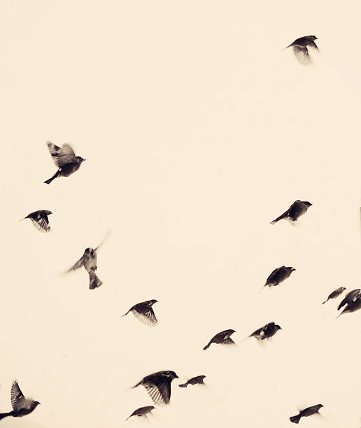 This photograph captures a scattered flock of sparrows  against a pale, almost uniform beige sky. The birds appear as pure dark silhouettes in total backlighting, with no visible plumage details or colours. Their varied poses – wings fully spread, bodies tilted, tails fanned – freeze a moment of collective yet disordered motion, suggesting both chaotic freedom and natural grace. The soft sepia tone, square format, and complete absence of ground elements or context create a minimalist, timeless, and slightly melancholic atmosphere, like a suspended whisper in a poetic void. Authentic picture free of Artificial intelligence