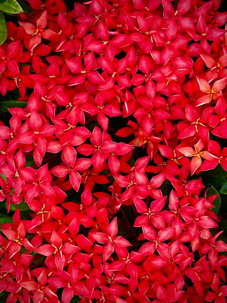 Ixora Coccinea Or Scarlet Jungle Geranium, a textural red flower
