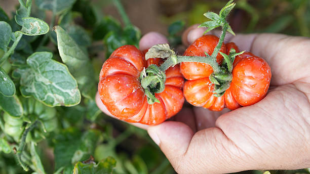 Fresh, ripe heirloom tomatoes held in hand, showcasing their unique shape and vibrant color, surrounded by green foliage