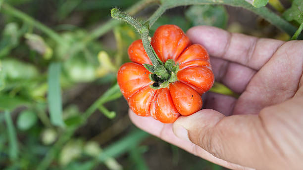 Ripe heirloom tomato held in hand, showcasing unique shape and vibrant red color, surrounded by green foliage, symbolizing freshness and harvest