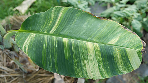 Large green banana leaf with distinct yellow and dark green stripes, showcasing natural patterns and textures, ideal for tropical themes