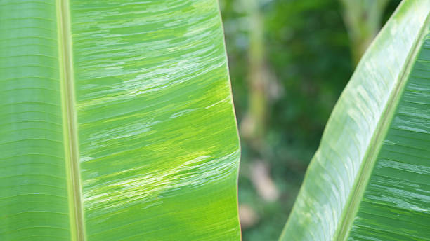 Lush green banana leaves display vibrant textures and patterns, creating serene and tropical atmosphere