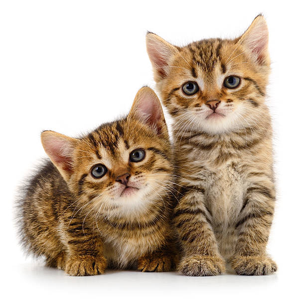 Authentic photography of small domestic pets. This real camera capture shows two fluffy tabby kittens isolated on white background, highlighting their soft fur, whiskers, and curious animal nature.