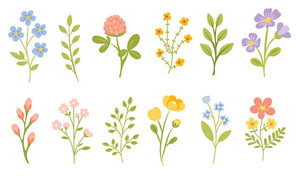 illustrazioni stock, clip art, cartoni animati e icone di tendenza di fiori selvatici incastonati con rami floreali, foglie e pianta in fiore per invito di nozze, biglietto di auguri primaverile e decorazioni naturalistiche del giardino - save the date frase breve