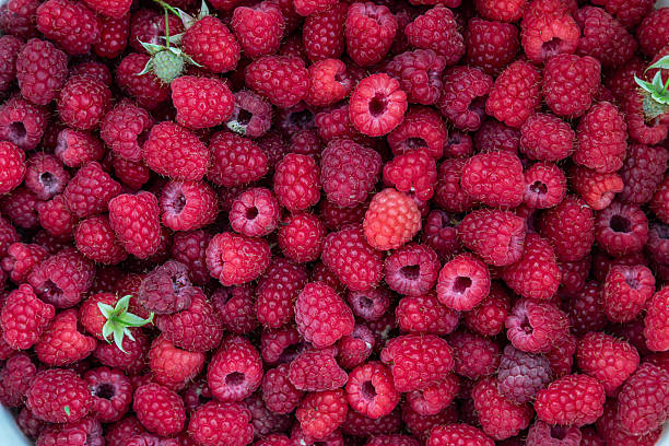 A bountiful collection of freshly harvested raspberries showcases their rich red color and delicate texture arranged attractively in a rustic basket setting.