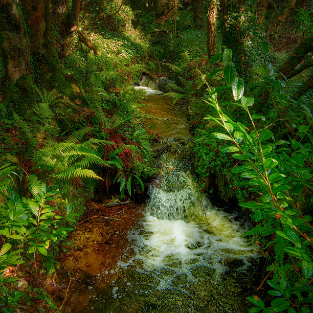 Idyllic waterfall in Madeira surrounded by green foliage (Rabo do Burro).