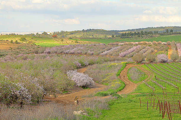 Beautiful landscape with blooming almond trees and a meadow with clover and yellow wildflowers with snowy mountains in the background on the island Mallorca. It snows extremely rarely on the island and the snow never stays very long. Snow is a rare phenomenon on Mallorca. Part of a series.