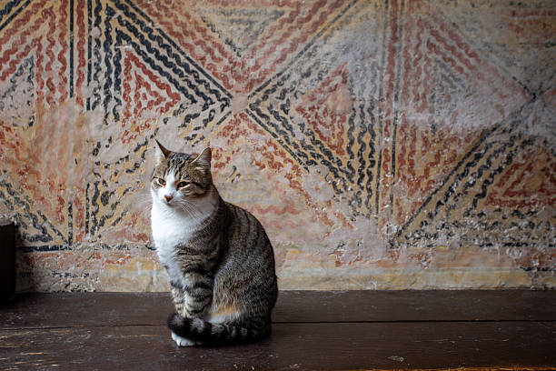 A cat sits on a wooden bench, and behind it is an old, stained and peeling wall.
