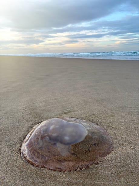 Jellyfish on the beach. The jellyfish had washed ashore. Close-up of a dead jellyfish on the beach sand with sea and sky background
