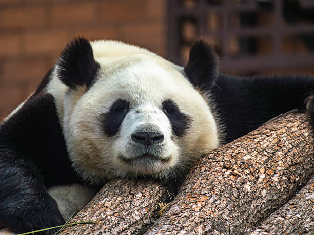 A giant panda is hidden behind green bamboo shoots in a lush forest environment. The panda's black-and-white fur contrasts with the surrounding greenery as it holds and appears to eat the bamboo.