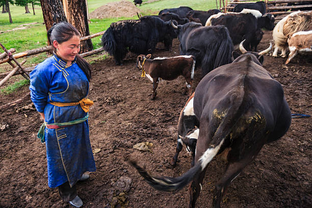 A young woman in a blue traditional robe and colorful sash stands in a muddy corral, watching as cattle and shaggy yaks move around her. In the foreground a calf nurses from its mother while wooden fencing, trees and green pasture appear in the background. The scene conveys everyday pastoral life and a close human-animal connection.
