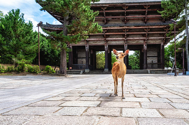 Wild deer roaming freely among tourists, before an old gate at the Todaiji Temple complex. Nara, Japan