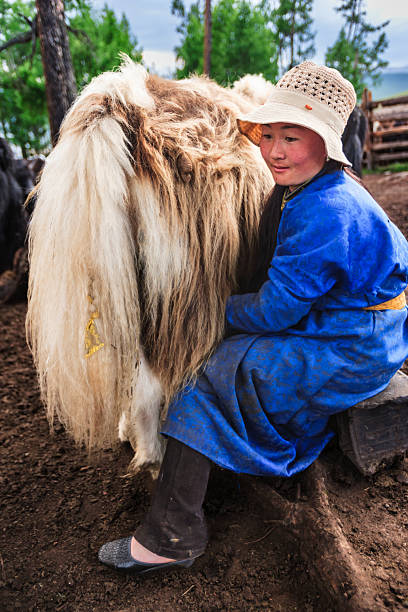 A young woman in a vibrant blue traditional robe and woven sun hat sits on a low stool beside a large, long-haired yak, milking it by hand. The yak's thick cream-and-brown coat fills much of the frame. The woman has rosy cheeks and a calm expression; the setting is a muddy pen with wooden fencing and trees visible in the background.